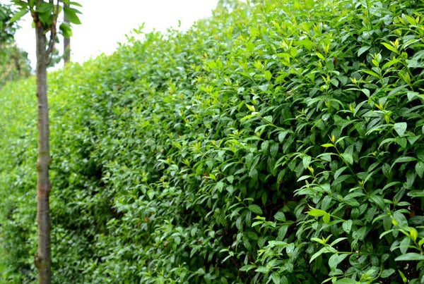 Ligustrum ovalifolium C3
