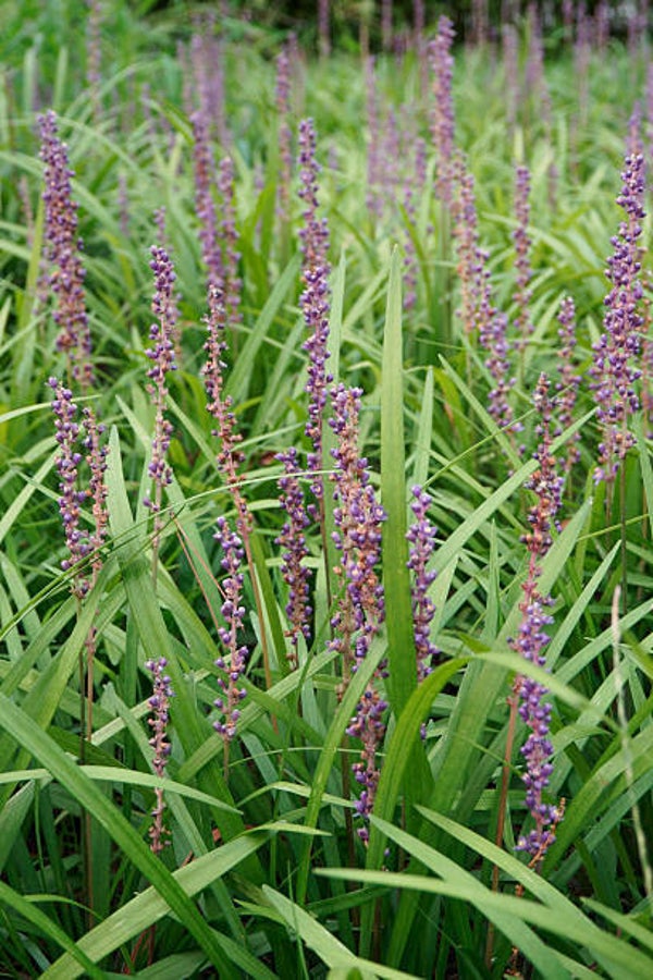 Liriope muscari 'Ingwersen'