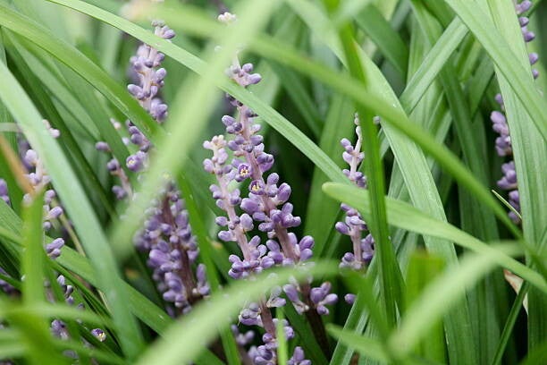 Liriope muscari Moneymaker C3