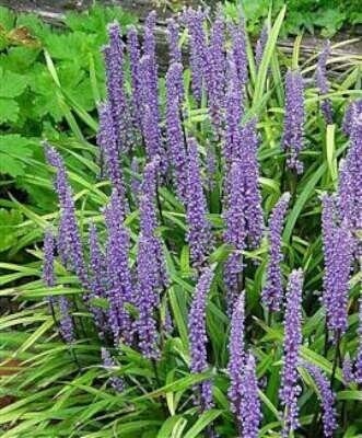 Liriope muscari royal purple C1,5