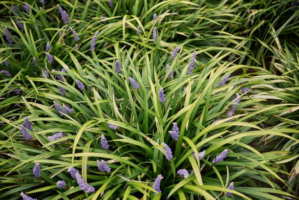 Liriope muscari moneymaker C1,5