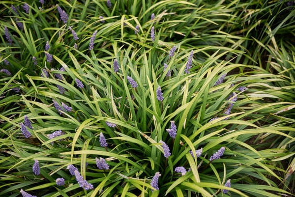 Liriope muscari moneymaker C1,5