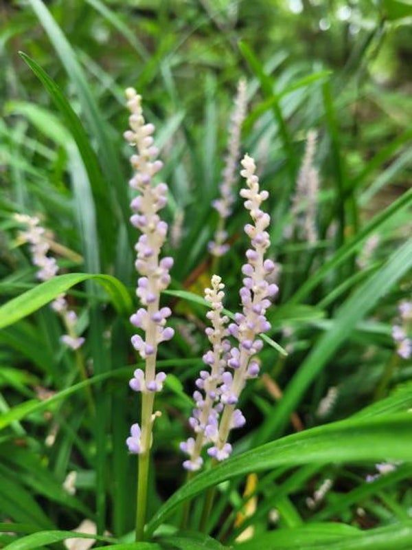 Liriope muscari 'Monroe White' P9
