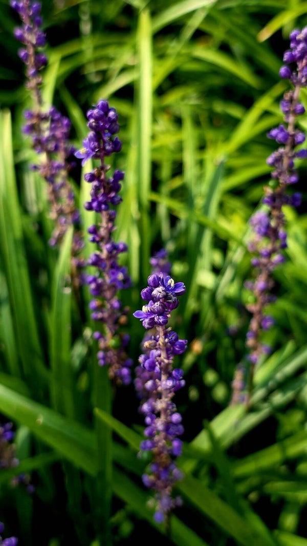 Liriope muscari C1,5