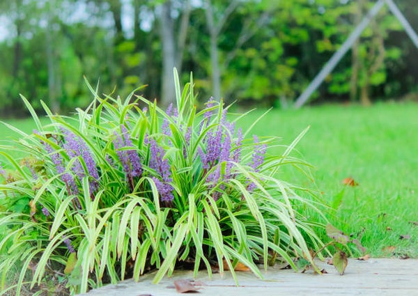 Liriope muscari