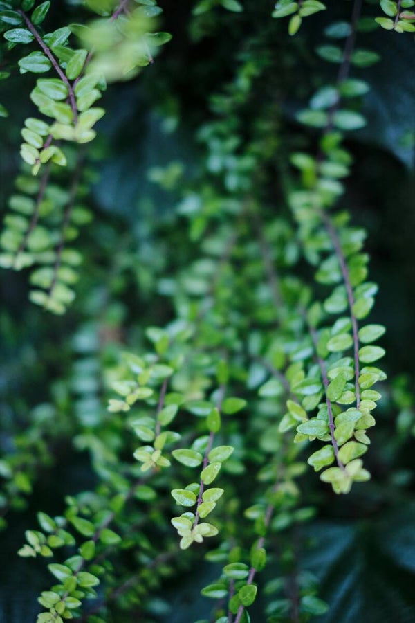Lonicera nitida 'Maigrün' C1,5