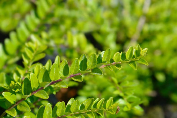 Lonicera nitida elegant