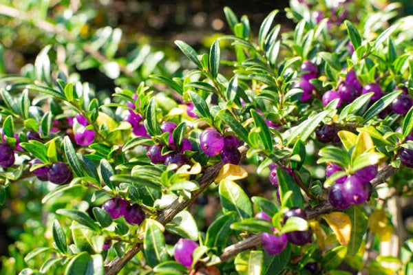 Lonicera pileata