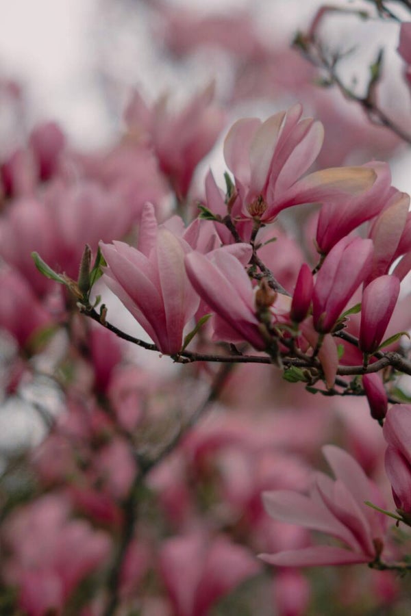 Magnolia 'Heaven Scent' meerstammig 2 Maten