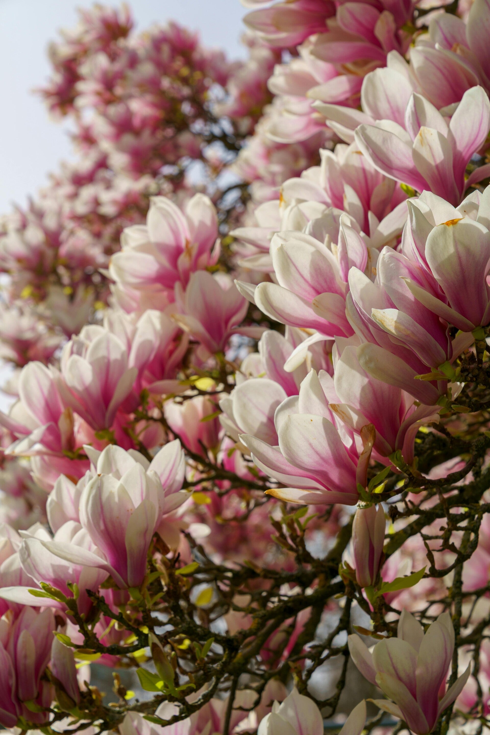 Magnolia soulangeana meerstammig 2 Maten