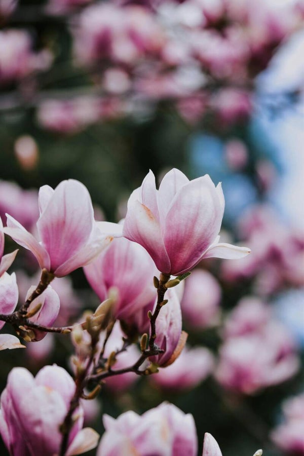 Magnolia 'Spectrum' meerstammig 2 Maten