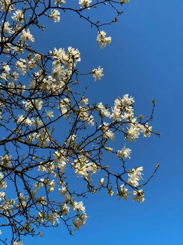 Magnolia stellata meerstammig 2 Maten