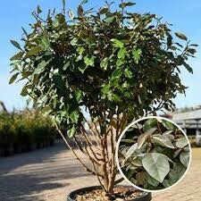 Meerstammige Olijfwilg (Elaeagnus ebbingei) 4 Maten