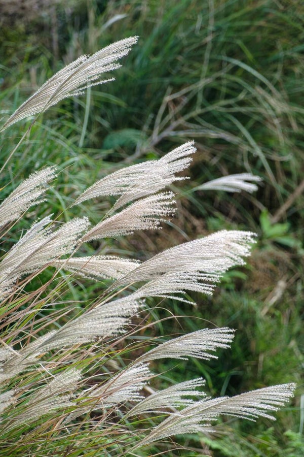 Miscanthus s. 'Gracillimus' C1,5
