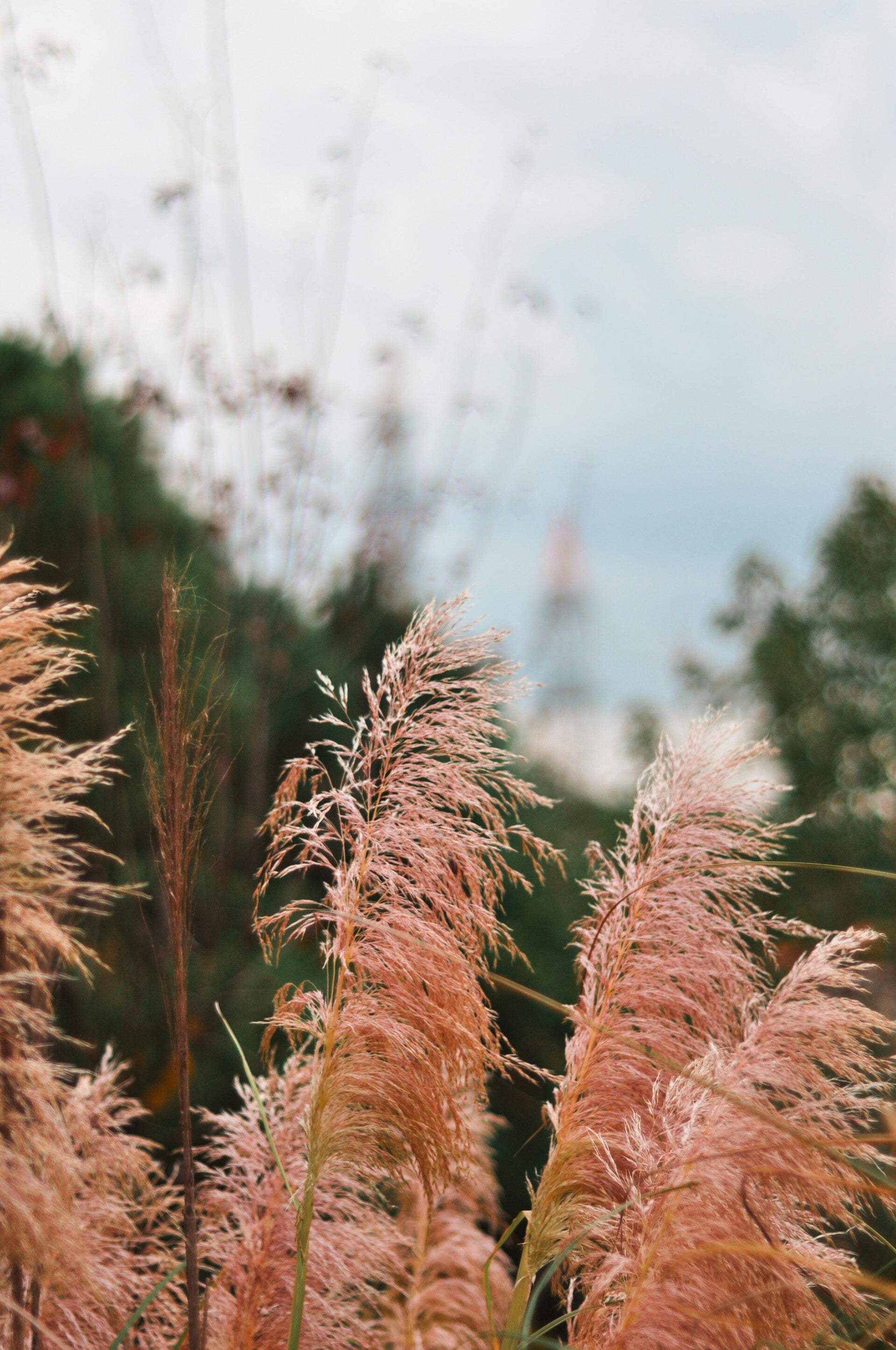 Miscanthus s. 'Graziella' C1,5
