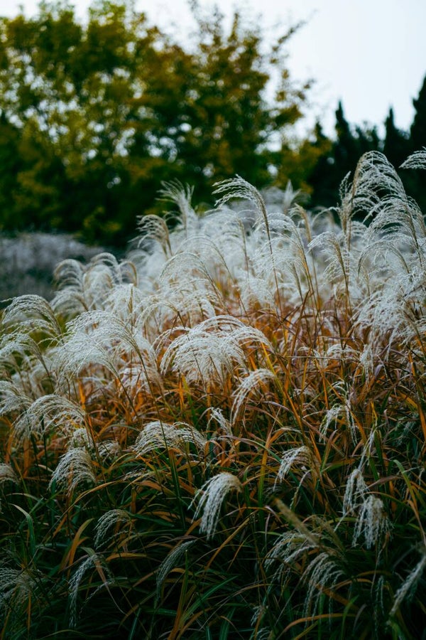 Miscanthus s. 'Morning Light' C1,5