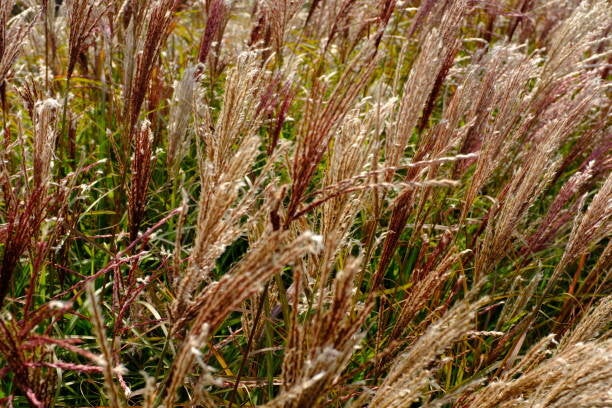 Miscanthus sinensis Ferner Osten C3