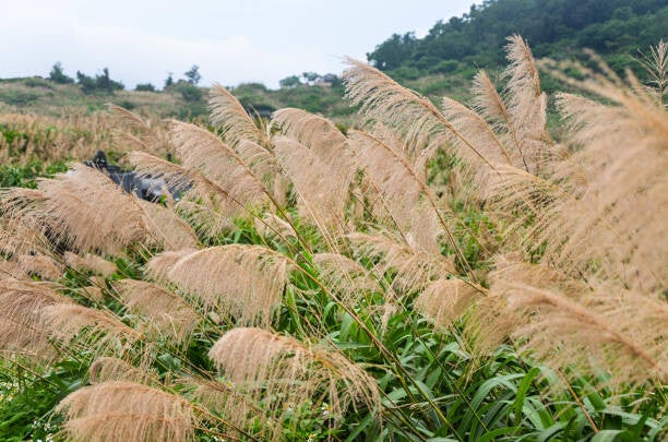 Miscanthus sinensis 'Gracillimus'