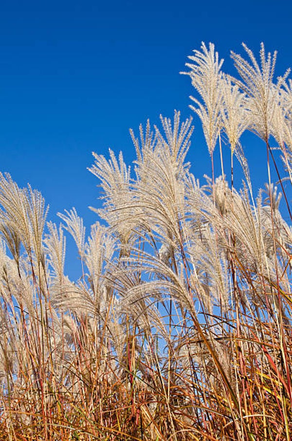 Miscanthus sinensis graziella C1,5