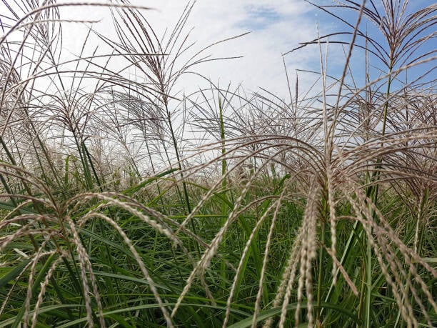 Miscanthus sinensis kleine silberspinne C1,5