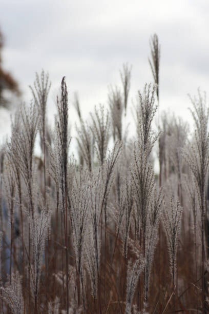 Miscanthus sinensis 'Kleine Silberspinne'