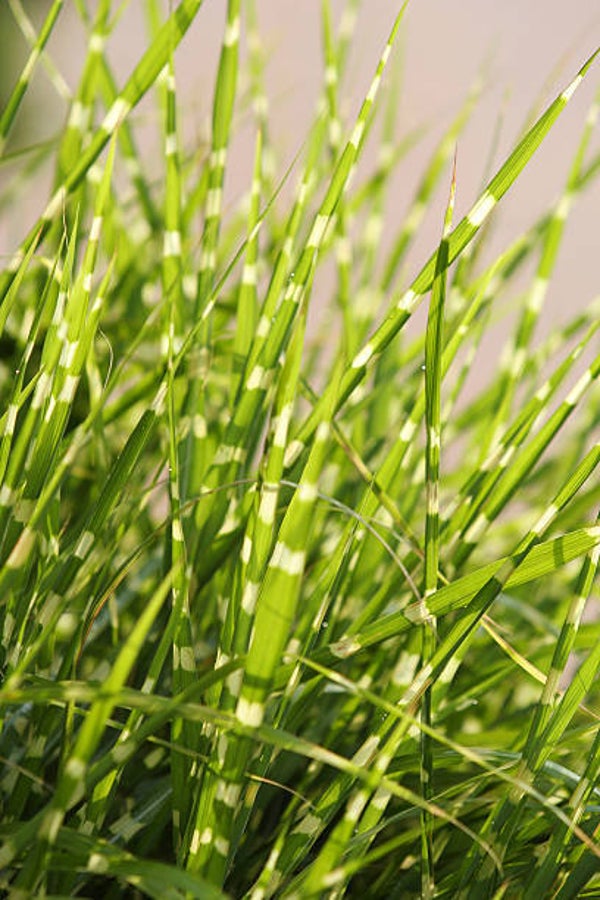 Miscanthus sinensis little zebra C1,5