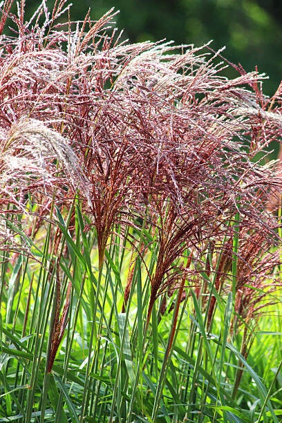 Miscanthus sinensis malepartus C1,5