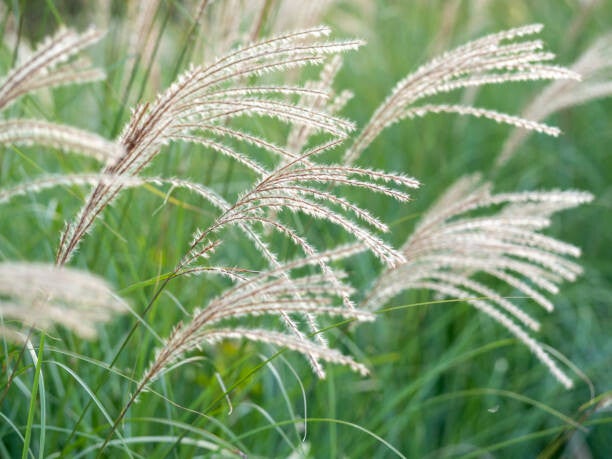 Miscanthus sinensis morning light C1,5