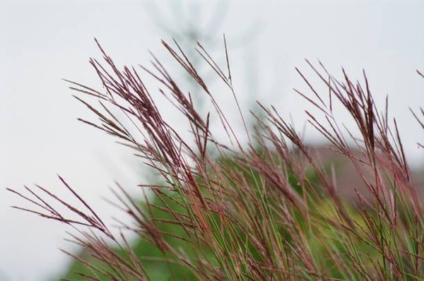 Miscanthus sinensis 'Morning Light'