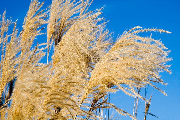 Miscanthus sinensis silberfeder C1,5