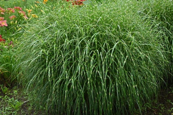 Miscanthus sinensis zebrinus C1,5