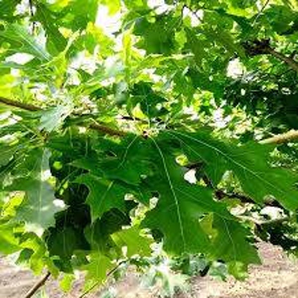 Moeraseik leiboom (Quercus palustris)