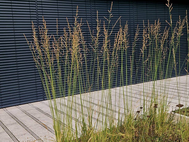 Molinia caerulea Heidebraut C3