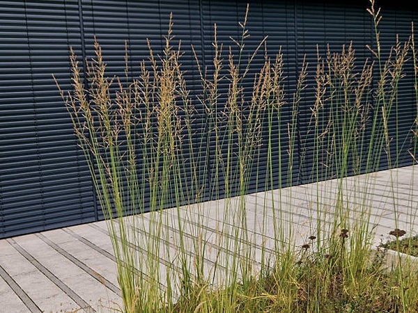 Molinia caerulea Heidebraut C3