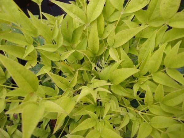 Nandina domestica Magical Lemon Lime C3