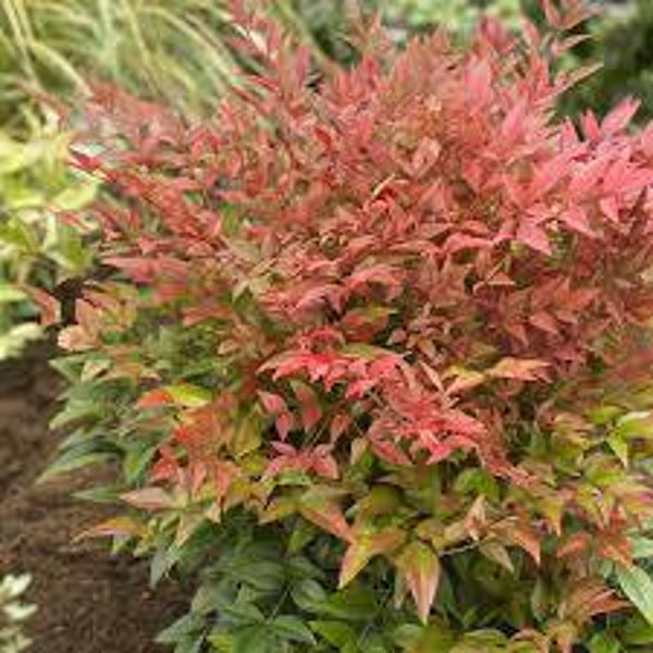 Nandina domestica Obsessed C3