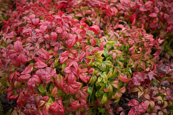 Nandina domestica C5