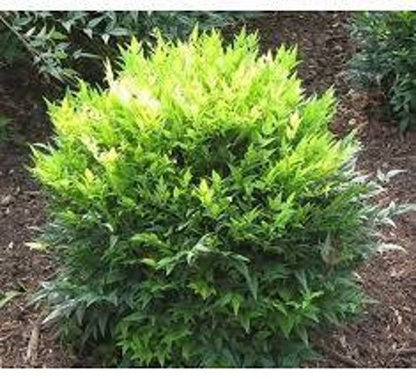 Nandina Lemon Lime C5