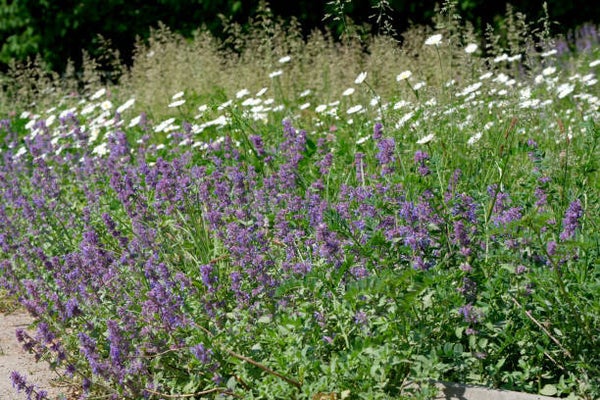 Nepeta 'Six Hills Giant'