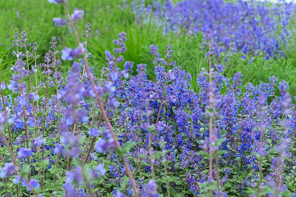 Nepeta 'Walker's Low' C1,5