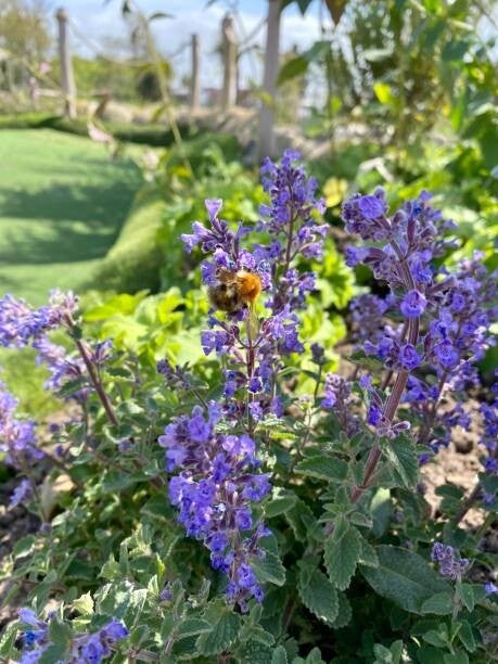 Nepeta 'Walkers Low'