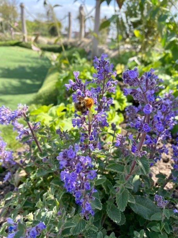 Nepeta 'Walkers Low'