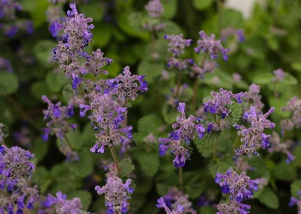 Nepeta faassenii 'Walker's Low' P9