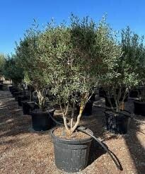 Olijfboom meerstammig (Olea europaea) 2 Maten