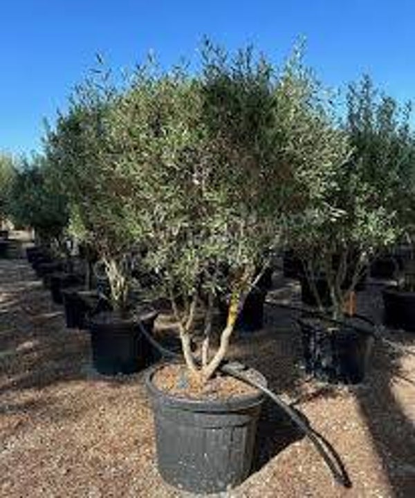 Olijfboom meerstammig (Olea europaea) 2 Maten