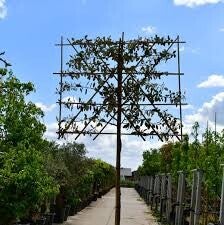 Olijfwilg leiboom 120 cm