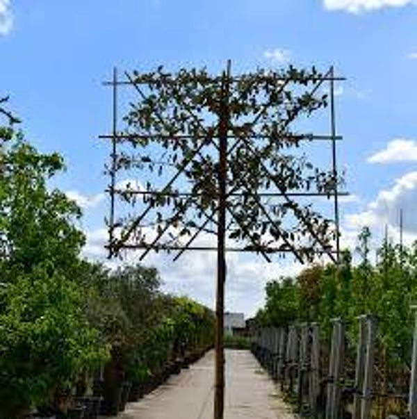 Olijfwilg als leiboom (Elaeagnus ebbingei)