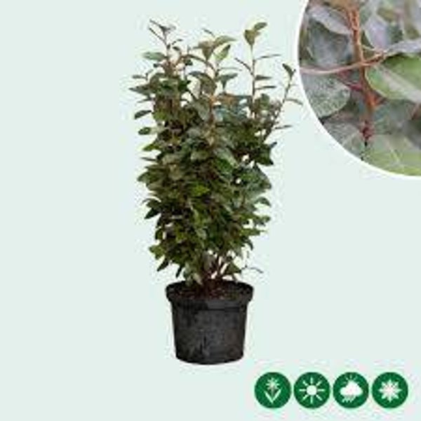 Olijfwilg haagelement