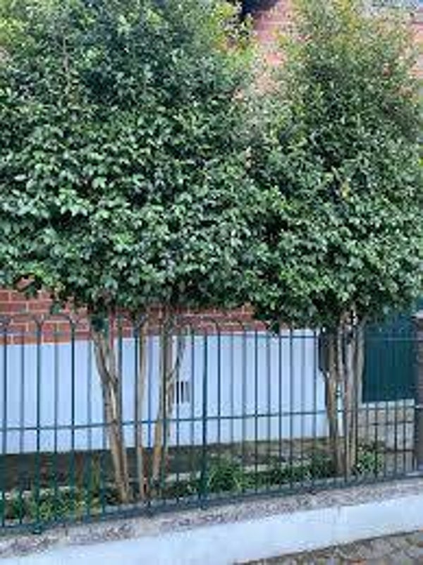 Olijfwilg leiboom meerstammig