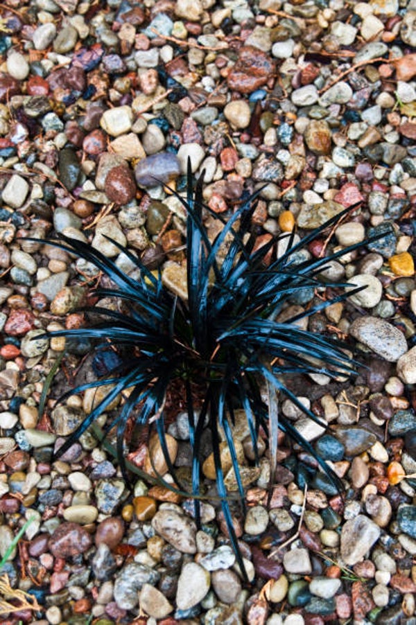 Ophiopogon planiscapus niger C1,5